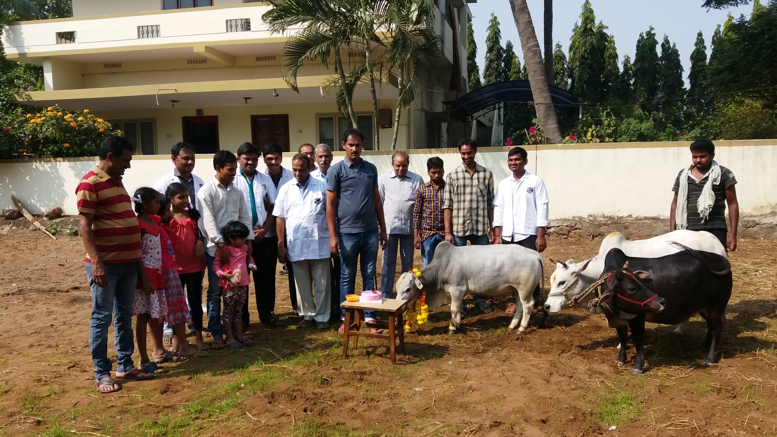 World shortest Punganuru bull(Kannayya) birthday celebrations